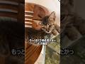 魚が気になっていた可愛い子猫