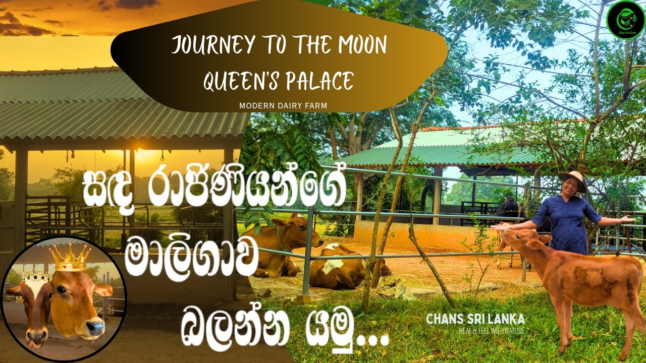 Modern Dairy Farm In SriLanka- Smart Farm | Journey To The Moon Queen's Palace|සඳරාජිණියන්ගේ මාලිගාව