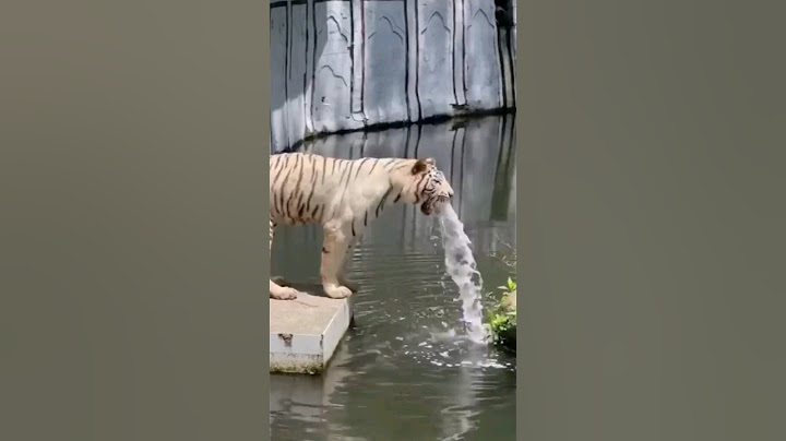 Tigers live up to 26 years in captivity #wildlife #wild #animals #shortsfeed #shorts #viral #trend