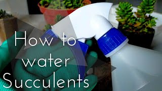 Watering Succulents the right way