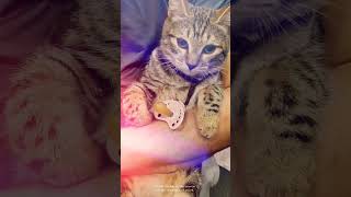 СОСКА  КОТЯТАМ 🍼nipple for kittens @i1987.