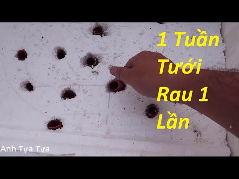 Video Làm Thùng xốp Trồng Rau 1 Tuần Tưới 1 Lần - dành cho... - youtube