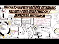 Mitogengrowth factors signalling pathwaycell cyclemitosismolecular mechanismcontrolsregulation