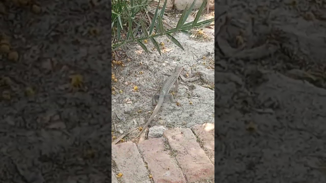 Hungry Reptile Eating Mysterious Things | Wild Creature's Strange Snack