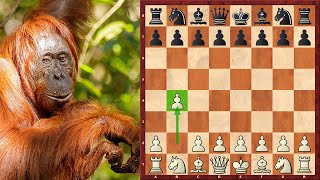 A00: Polish (Sokolsky) opening - 1. b4 - Chess Opening explorer {also known  as the Orangutan opening} - David