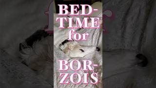 Borzoi hogs the bed. #borzoi #cutedog