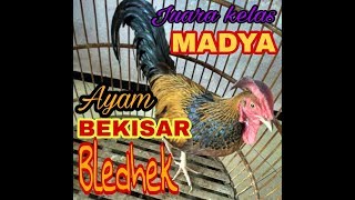 Download Lagu AYAM BEKISAR JUARA KELAS MADYA MP3