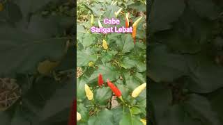 Cabe Rawit Berbuah Lebat