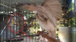 Download lagu 1 Jam Masteran Trucuk, untuk Lomba dan Harian 24 Jam