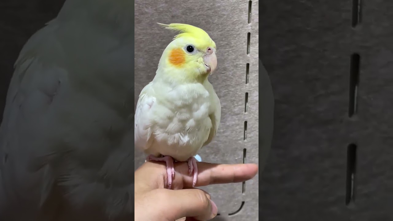 WANT TO TRY Bird Therapy?