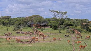 Live Safari - Mara Bushtops Salt Lick