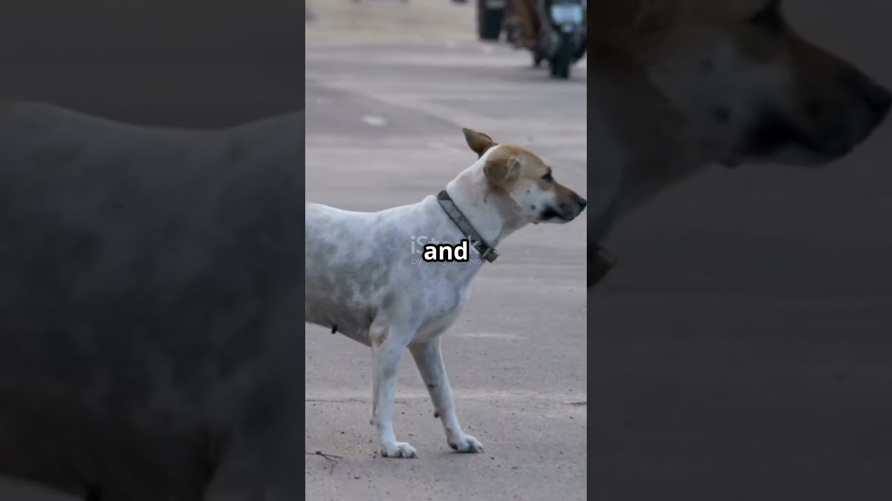 A Stray Dog Saw Her Fall… And Refused to Leave Until Help Came 🐾❤️ 