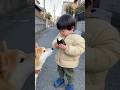 取り返せたwwwww #ai #柴犬 #shorts