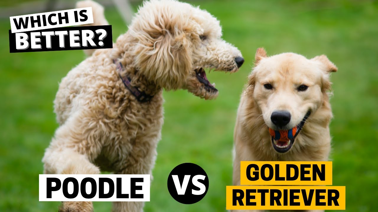 Golden Retrievers Vs Poodles Which Is