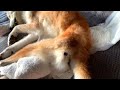 老犬介護：褥瘡が出来てしまいました