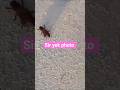 rato rat viral🔥#viralvideos #shortsvideos#viral