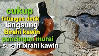 cukup sekali dengar hitungan detik dijamin birahi dan kawin - pancingan murai susah birahi dan kawin