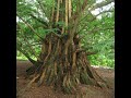 ~Metasequoia ~ and Trees with Shrubs in Spring// Alexandro Querevalú - Metasequoia