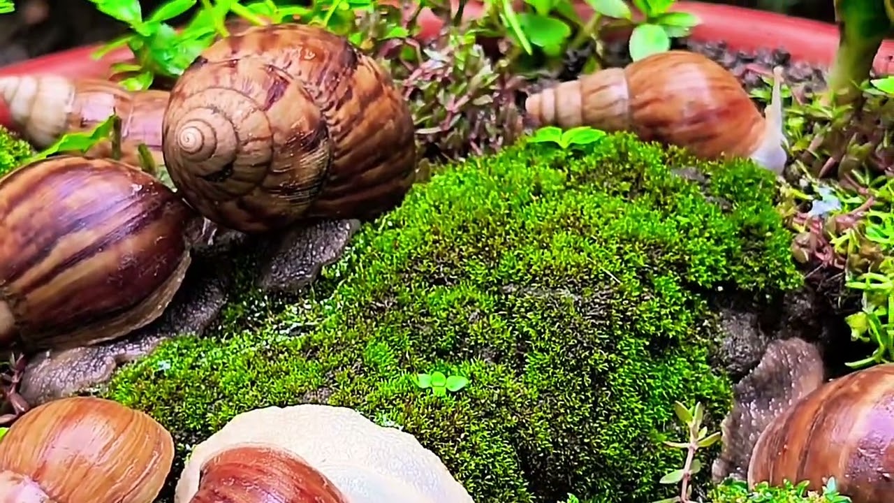 Улитки — не просто медлительные существа. Раскрываем удивительные факты! 