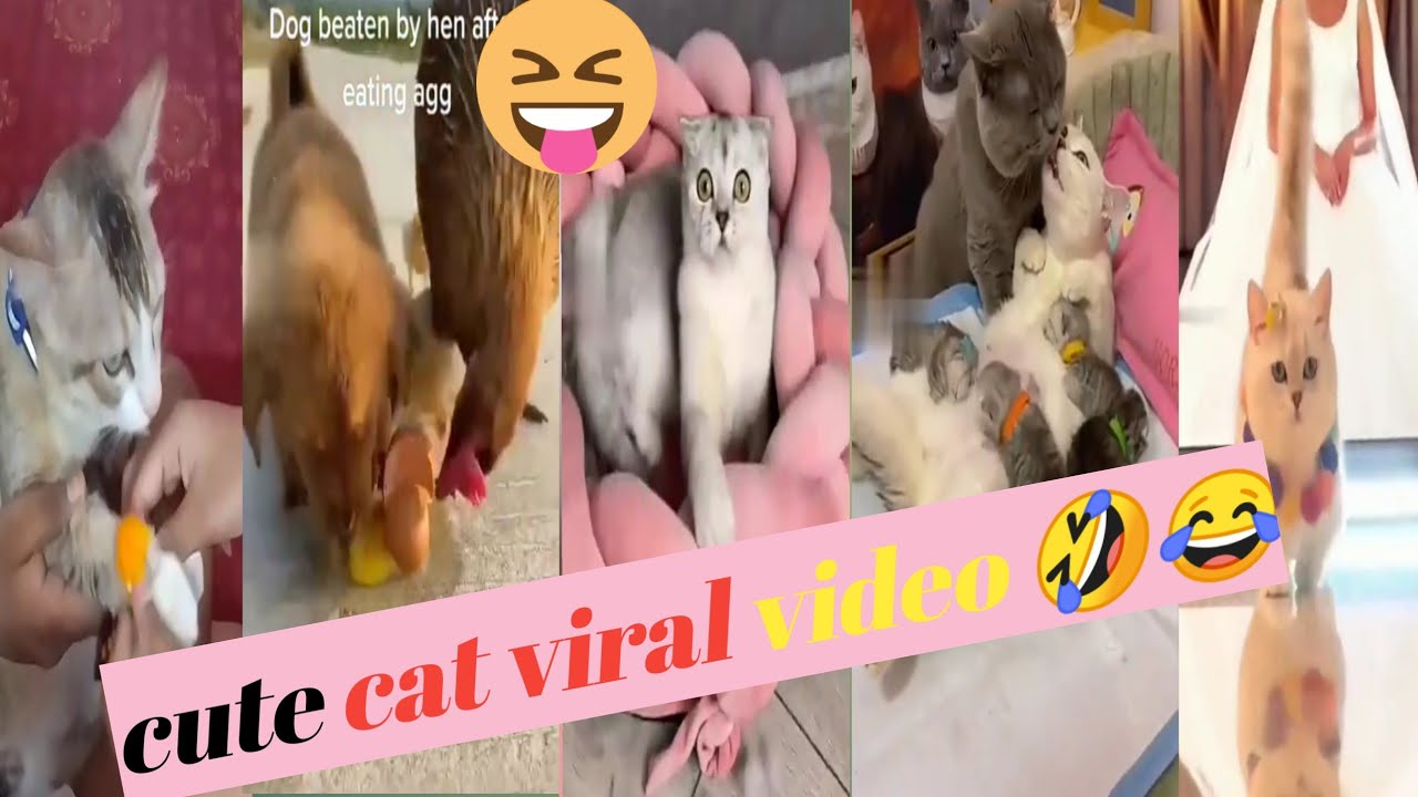 funny cute cat videos compilation#shorts #trending 🔥🔥video cat trending ...