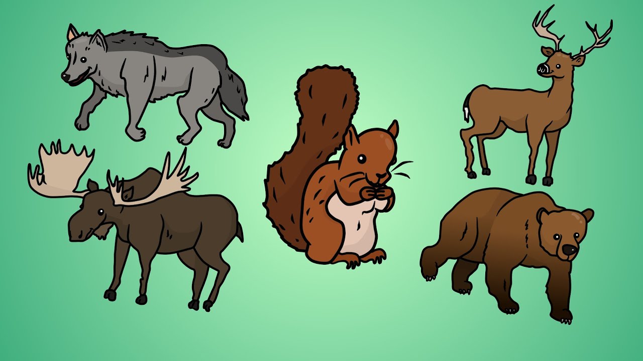 Draw Five: How to Draw Forest Animals - YouTube