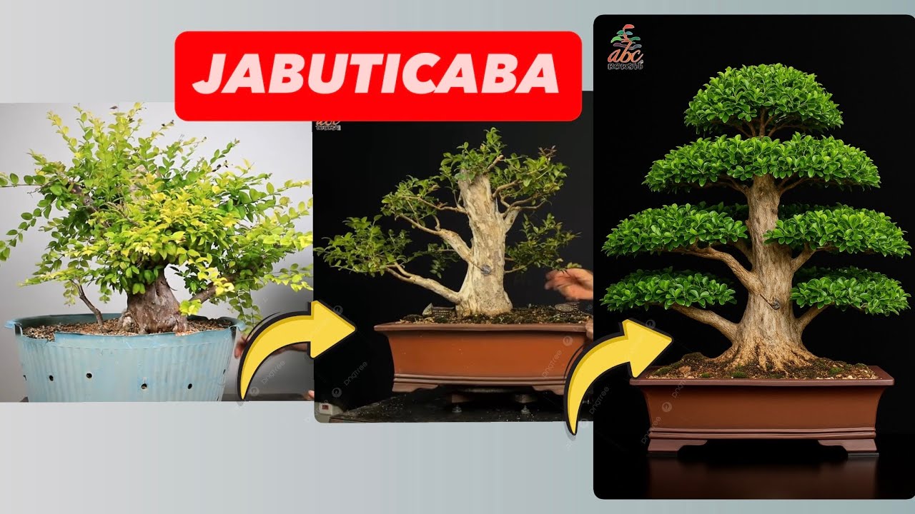 A EVOLUÇÃO IMPRESSIONANTE DE UMA JABUTICABEIRA — 1 ANO DE TRANSFORMAÇÃO INACREDITÁVEL!