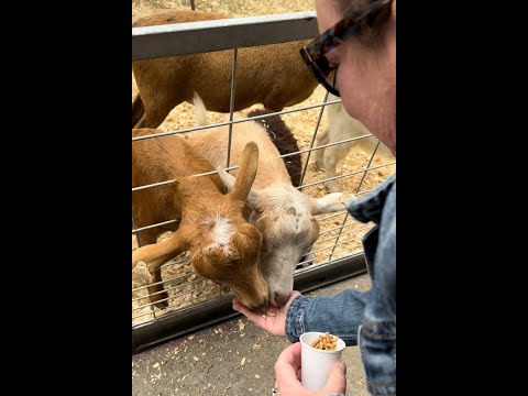 Fainting Goats In Downtown Kansas City