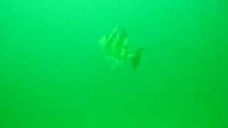 triggerfish swimming in Loch Roag, Lewis, 22nd August 2009