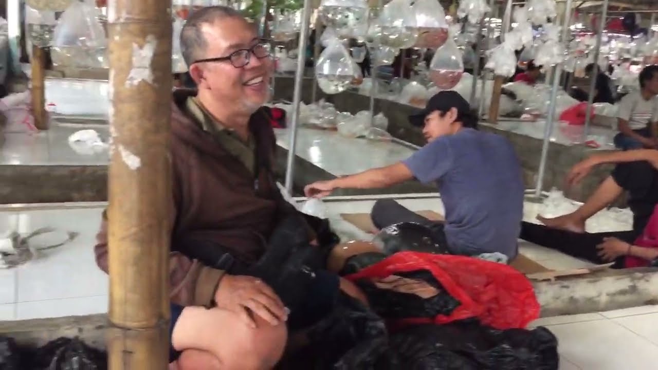 Lapak Ikan Hias Yang Konsisten Jualan Cupang