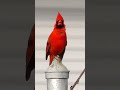 الكاردينال الأحمر  
