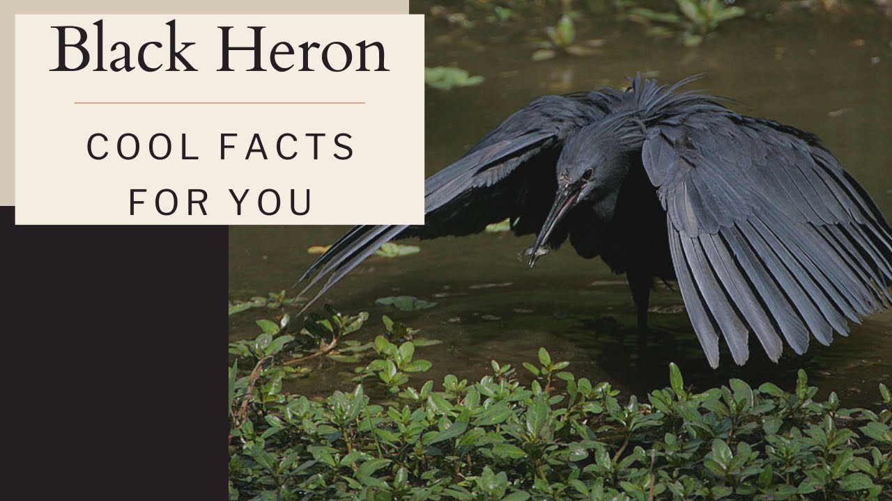Black Heron facts🦩 Black Egret 🦩 known for habit of using its wings to form a canopy when fishing