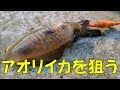 新潟釣り！秋のエギング【アオリイカに挑戦】