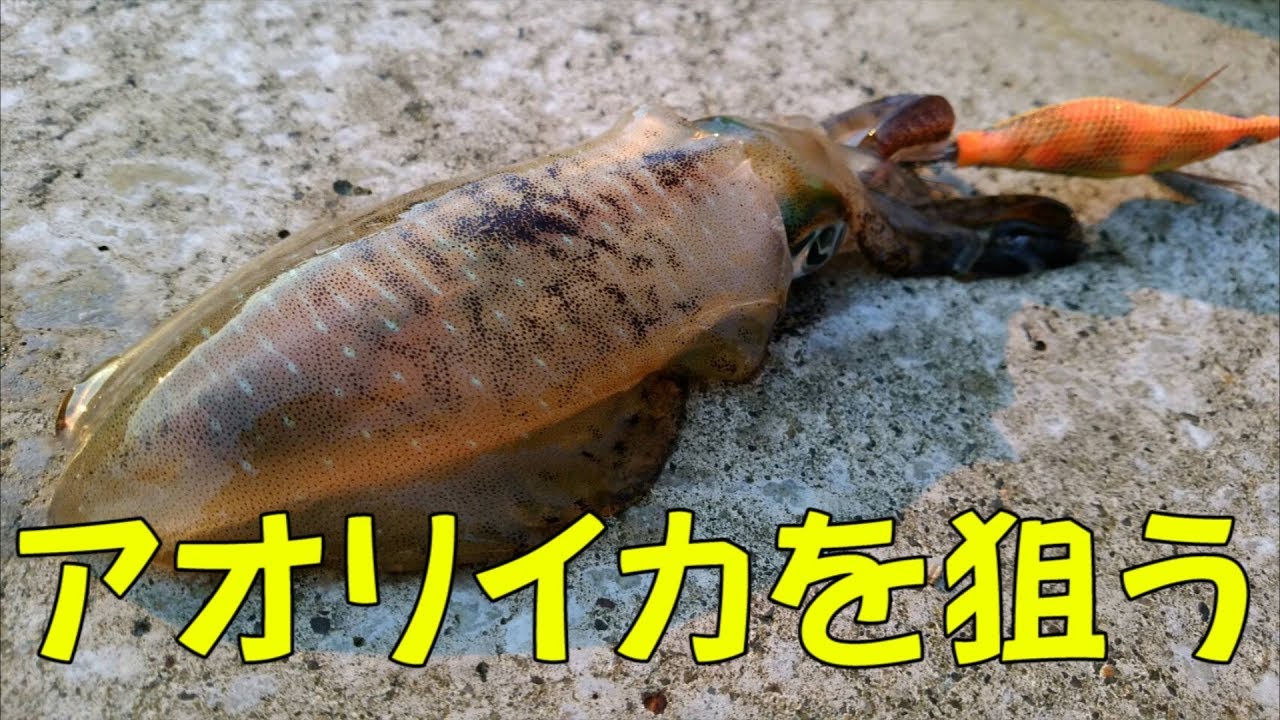 新潟釣り 秋のエギング アオリイカに挑戦 Youtube