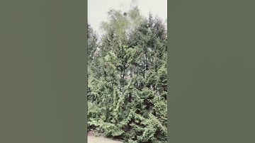 Terrible Strong Wind Make the Trees Brake #shorts