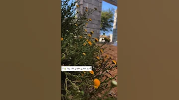 اكسبلور Explore ريم 