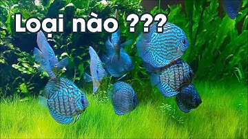 Phân biệt một số loại cá dĩa | CÁ DĨA ĐẠI PHÁT