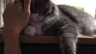 些細な変化に気付き模索する猫 ノルウェージャンフォレストキャット Exploring minor changes. Norwegian Forest Ca