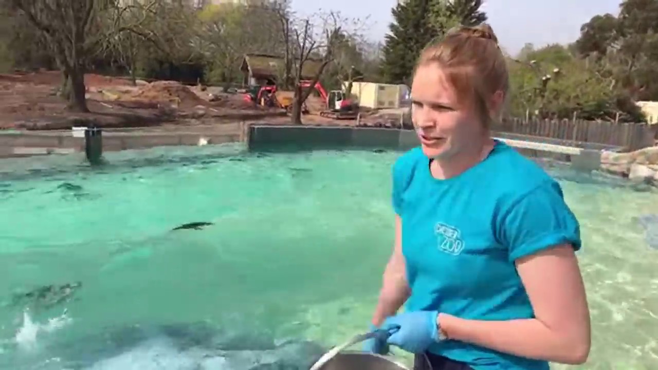 VIRTUAL ZOO DAY LIVE 3 Penguin chicks! 🐧 🐣 YouTube