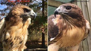 Hocking College searching for missing hawk stolen from nature center