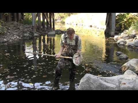 Ask an Expert- Macroinvertebrates- How Study