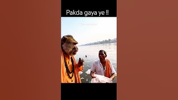 Aaj pakda gaya ye !! Ai monkey vlogs #aikakalakar #aimonkeyvlogs #reels #monkeyvlogs #veo3 #shorts