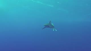 Oceanic Whitetip Shark