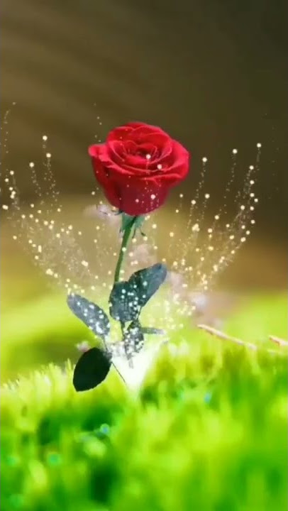 3D rose background status beautiful love ringtone