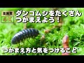 【虫取り】ダンゴムシをいっぱいつかまえよう！ダンゴムシがどこに隠れているか教えるよ～