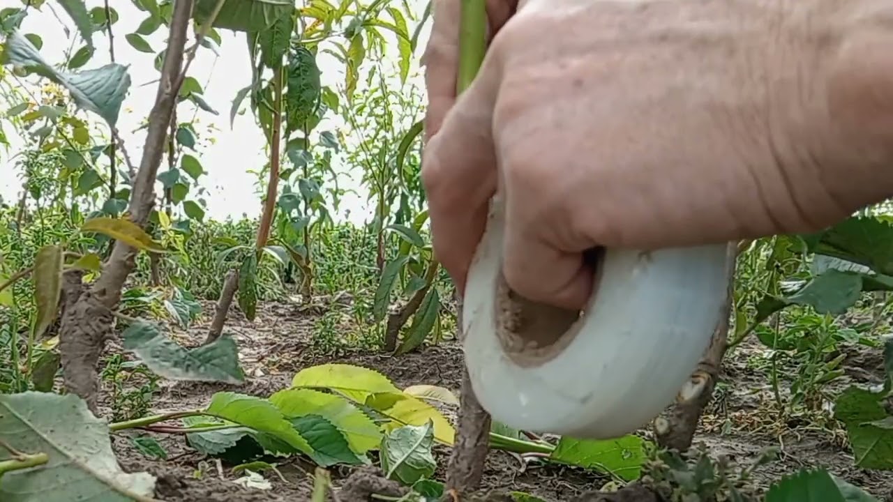 Летняя прививка черешни зелёным черенком на одревесневший подвой