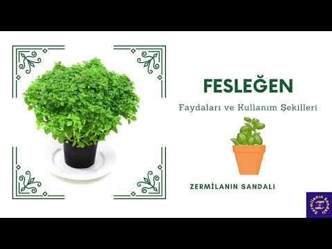 Video: Perilla çalı Veya Fesleğen (Perilla Ocymoides L) - Süs Ve şifalı Bitki