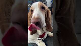 Puppy Bus Treat Time! MMM