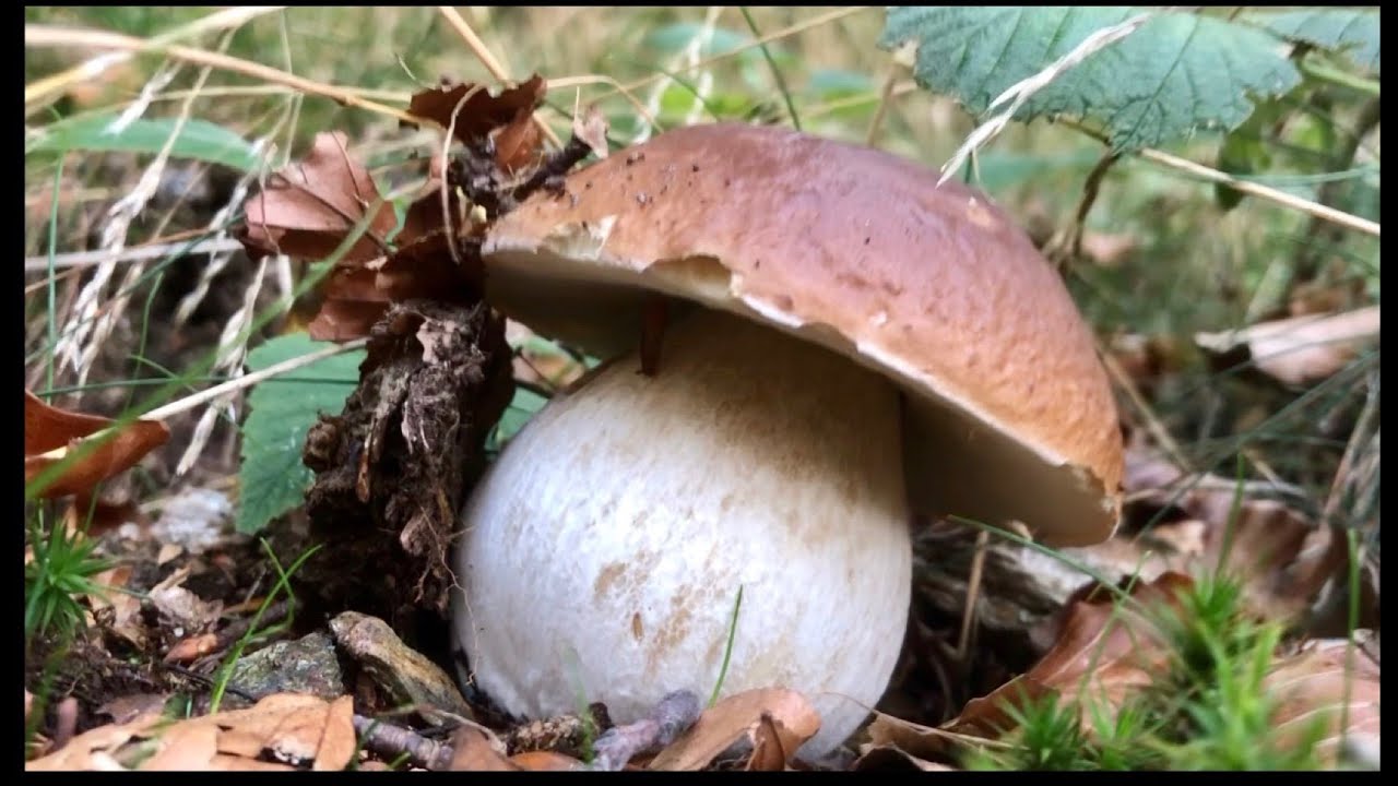 SPETTACOLO PURO PARTE SECONDA FUNGHI PORCINI SETTEMBRE 2020 YouTube