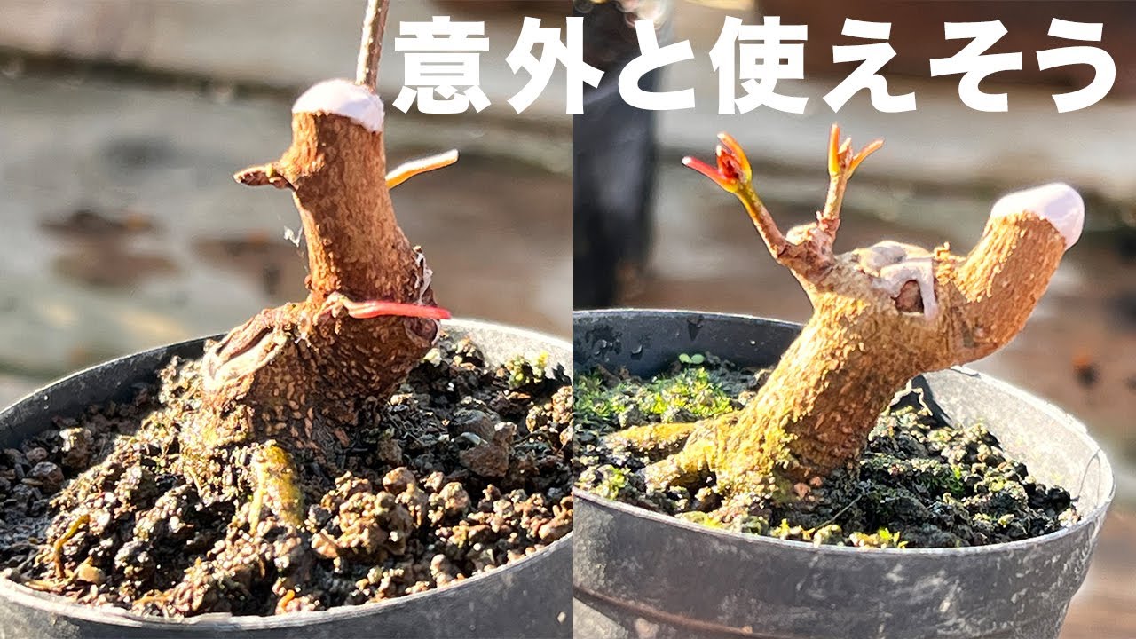 I cut back some Miyasama maple and found some surprisingly useful