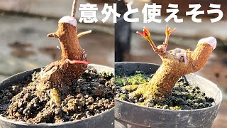 I cut back some Miyasama maple and found some surprisingly useful